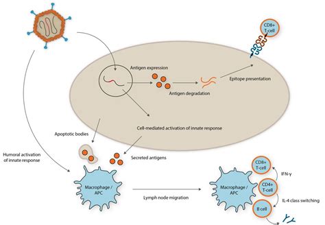 fefab|Construction and characterisation of replicating foamy viral。